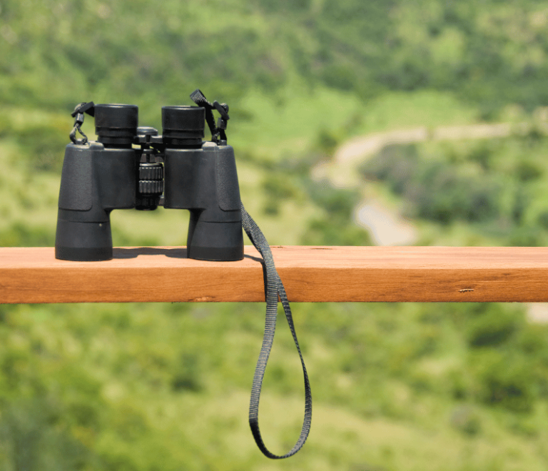 Discover the Best Birdwatching Destinations and Unleash Your Joy
