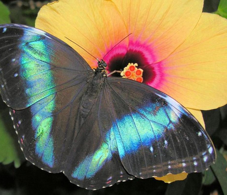 Schmetterlinghaus – Imperial Butterfly House Vienna Admission Ticket: A Whimsical Encounter with Nature